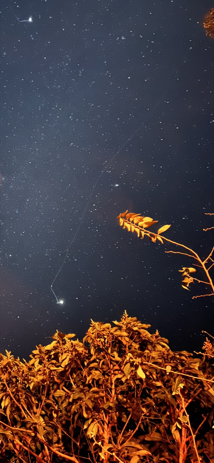 Night & branches — photographed by Navaneeth Sivakumar